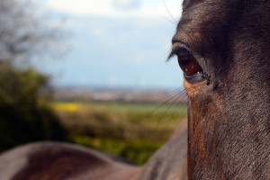 Horse close up