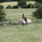 Cantering through field